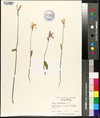 Pogonia ophioglossoides image