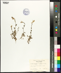 Corydalis micrantha image