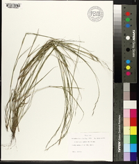 Aristida dichotoma image