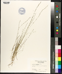 Aristida longespica image