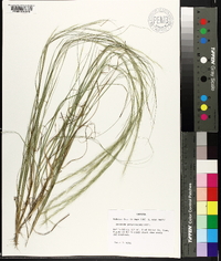 Aristida purpurascens image