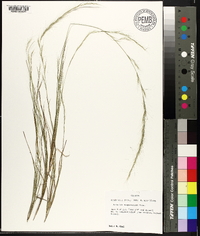 Aristida purpurascens image