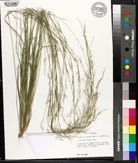 Aristida virgata image