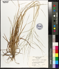 Digitaria filiformis image