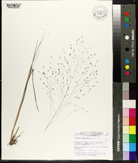 Eragrostis elliottii image