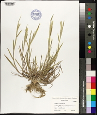 Hordeum pusillum image