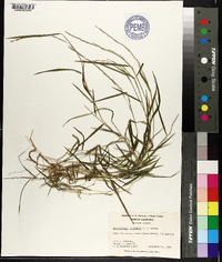 Muhlenbergia schreberi image