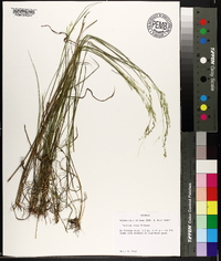 Panicum hians image