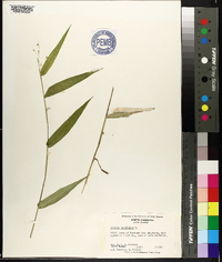 Panicum latifolium image