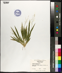 Panicum laxiflorum image