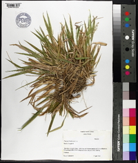 Panicum laxiflorum image