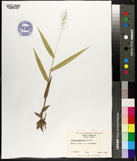 Panicum polyanthes image