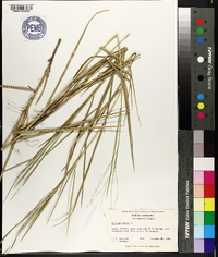 Panicum repens image