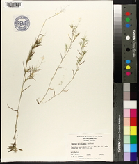 Panicum wrightianum image