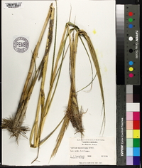 Spartina alterniflora image