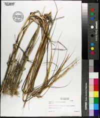 Spartina alterniflora image