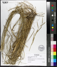 Spartina patens image