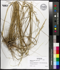 Spartina patens image