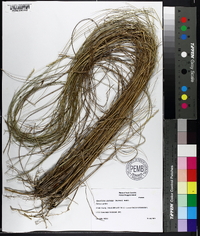 Spartina patens image