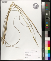 Spartina patens image