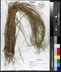 Spartina patens image