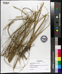 Spartina patens image