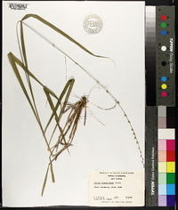 Uniola sessiliflora image
