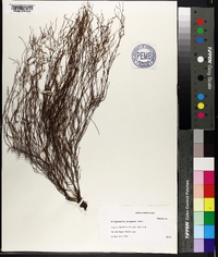 Polygonella polygama image