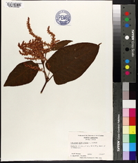 Polygonum sachalinense image