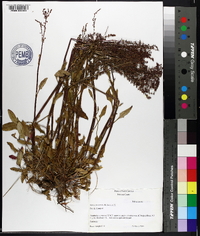 Rumex hastatulus image