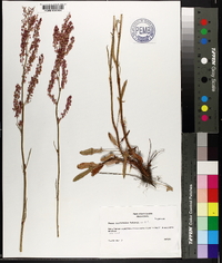 Rumex hastatulus image