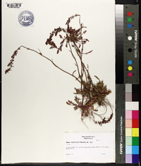 Rumex hastatulus image