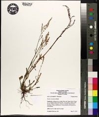 Rumex hastatulus image