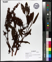 Rumex verticillatus image