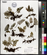 Polypodium polypodioides image