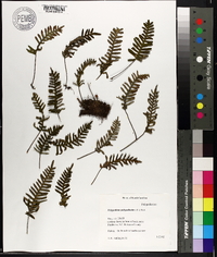 Polypodium polypodioides image