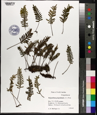 Polypodium polypodioides image