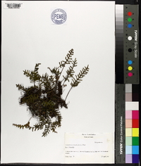 Polypodium polypodioides image