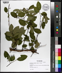 Berchemia scandens image