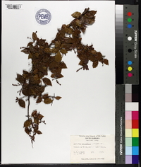 Sageretia minutiflora image