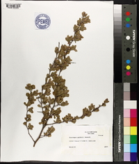 Crataegus uniflora image