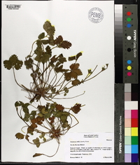 Potentilla indica image