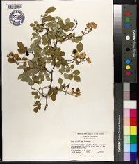 Rosa multiflora image