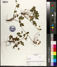 Potentilla canadensis image