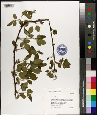 Rubus flagellaris image