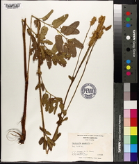 Sanguisorba canadensis image