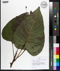 Populus heterophylla image