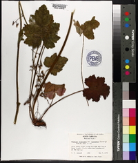 Heuchera longiflora image