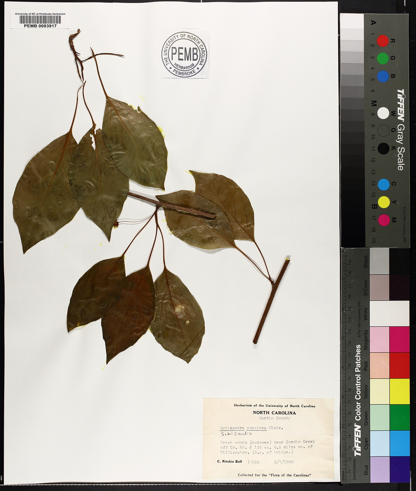 Schisandra coccinea image