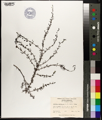 Seymeria cassioides image